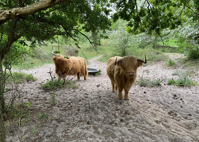 55, Near The Apartman Zandvoort