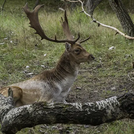 Suite 55, Near The Beach